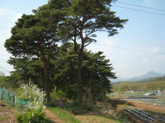 팔공산 올레 1길에서 인봉 노적봉 관봉을 걷다