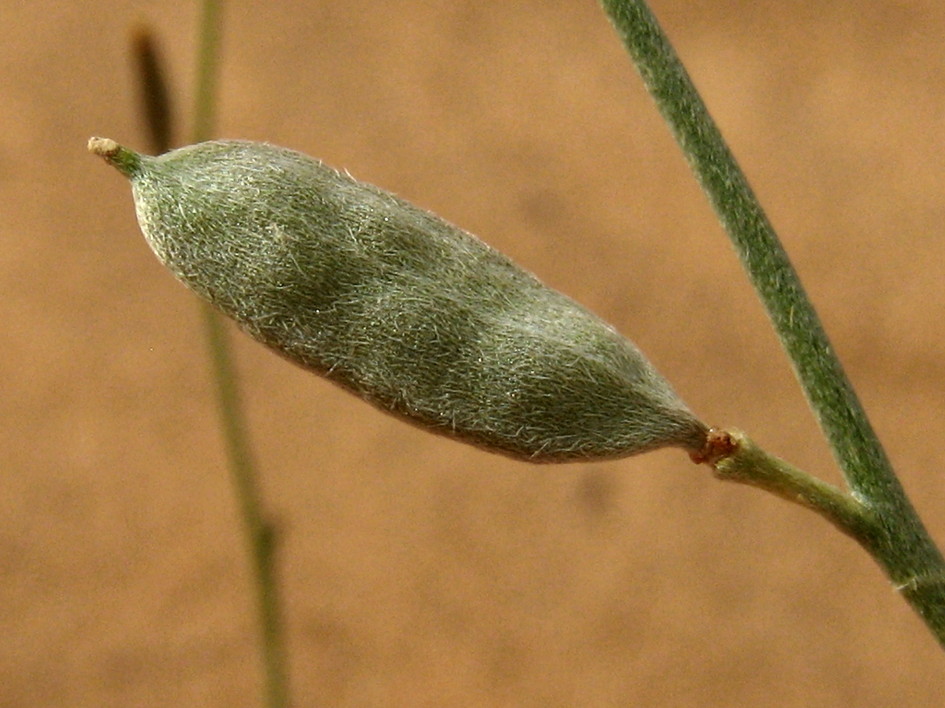 사막가지냉이 Farsetia aegyptia Turra