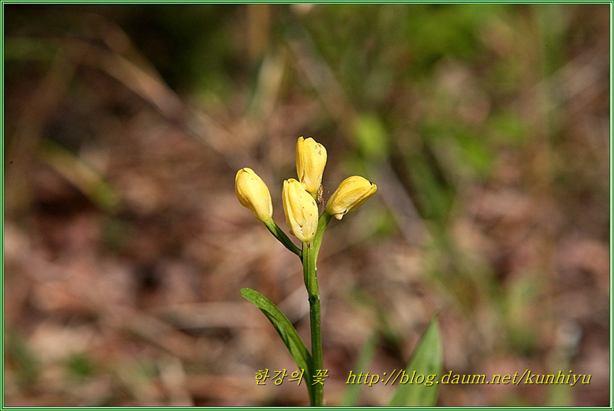 금난초-한강의 꽃