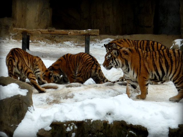 146D64264B49E809710F3B