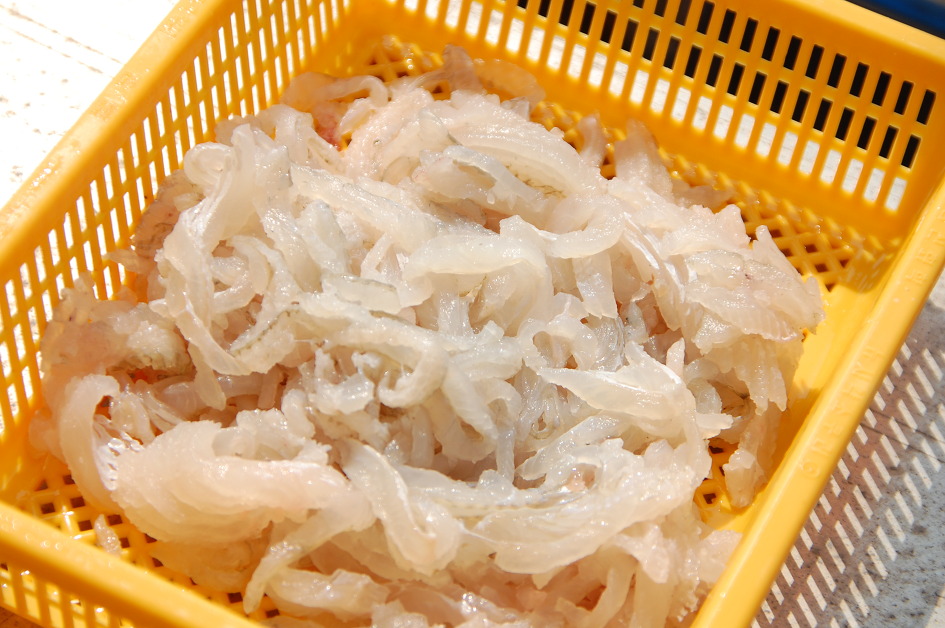 [강릉 바다낚시] 생전 처음 해본 바다 낚시에 눈먼 물고기 줄줄이... 