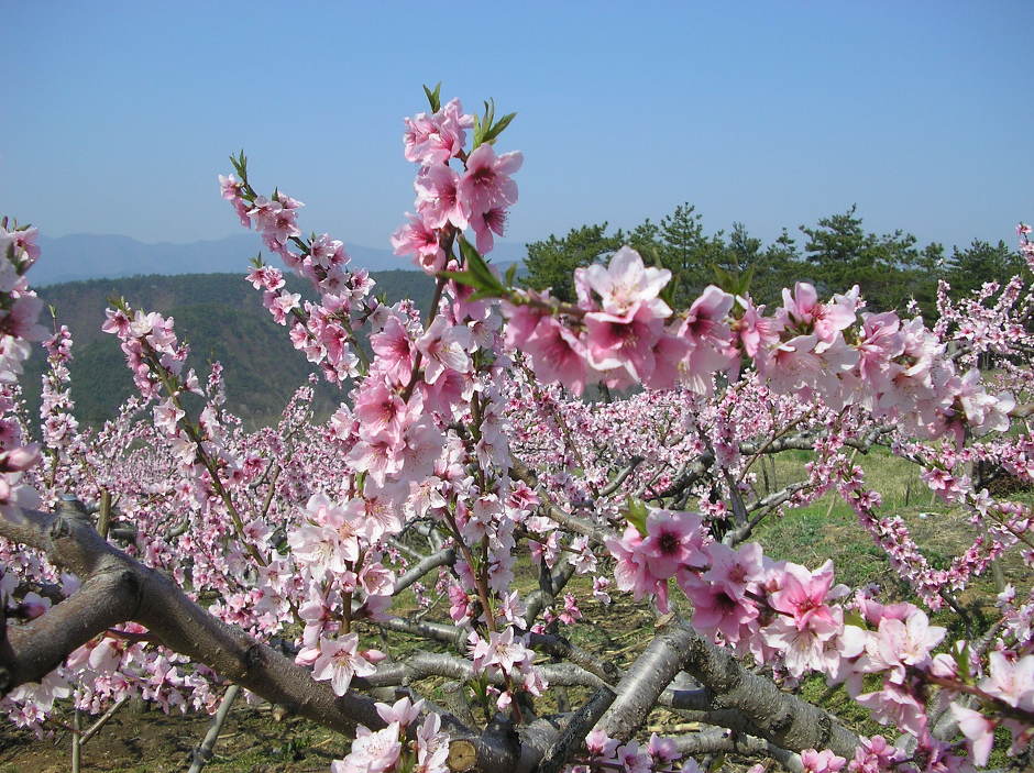 삼화리 이미지