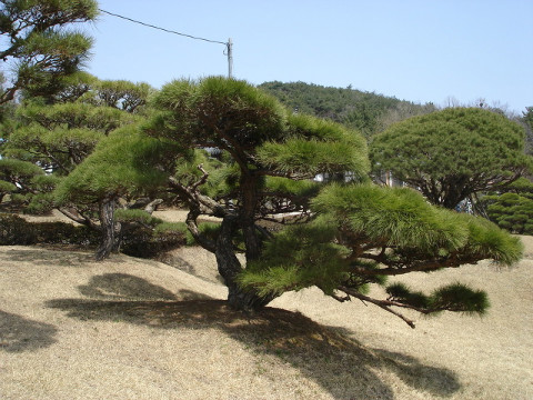  명품 소나무