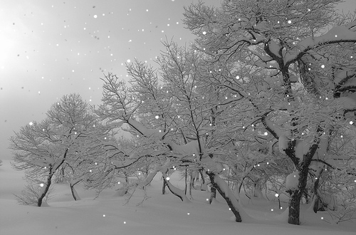 186A181C4B564FA263810D