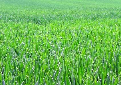 녹색개발(주) 이미지