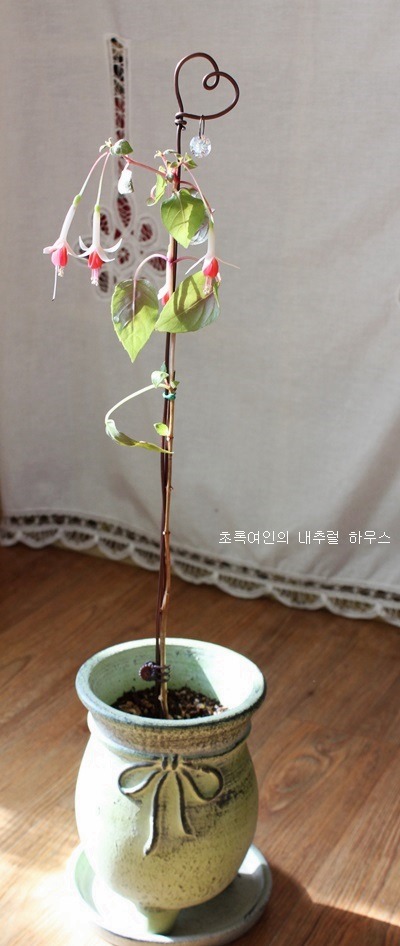님프 이미지