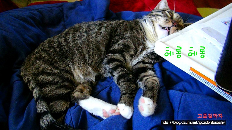 고양이가 잠드는 과정.. | 인스티즈