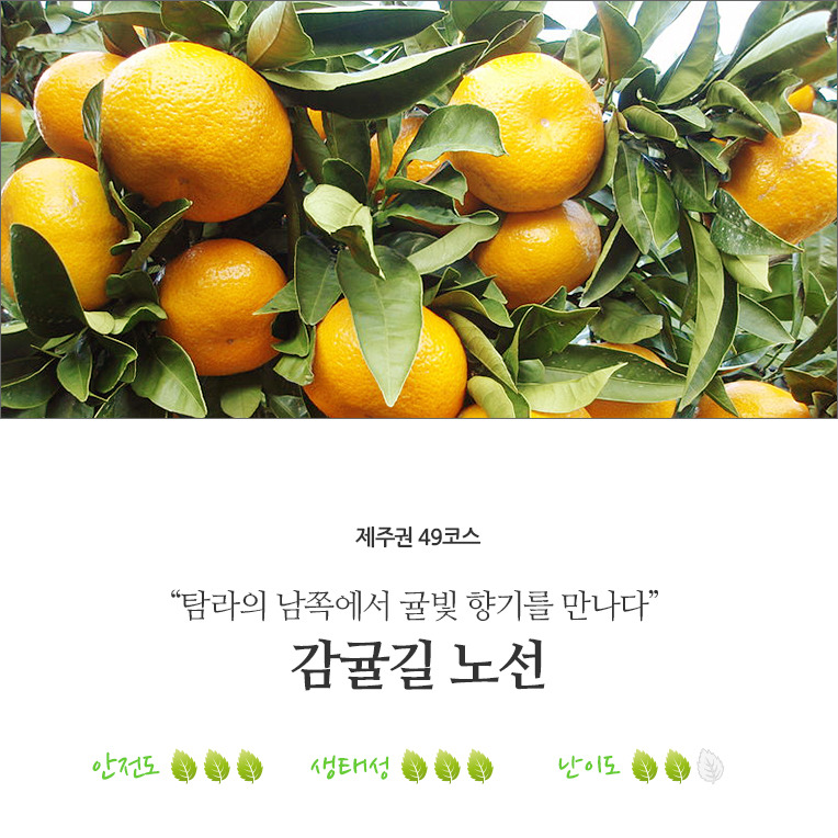 탐라귤빛 이미지