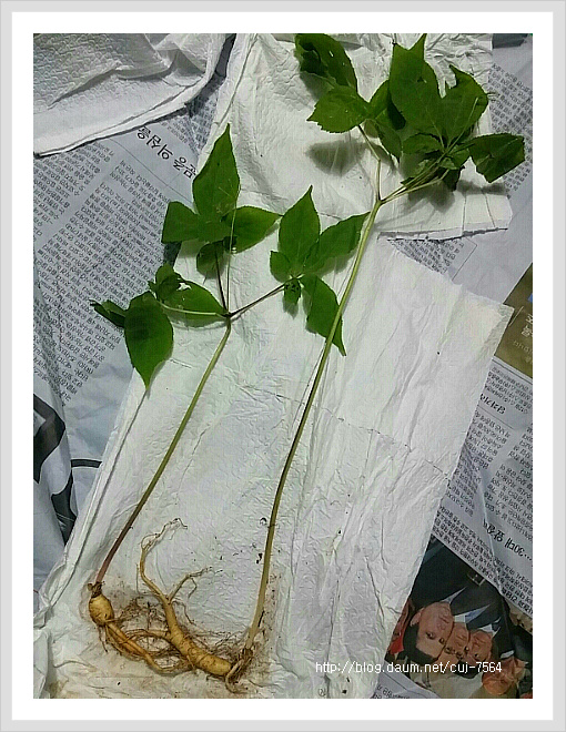 귀한 산삼을 받고서....