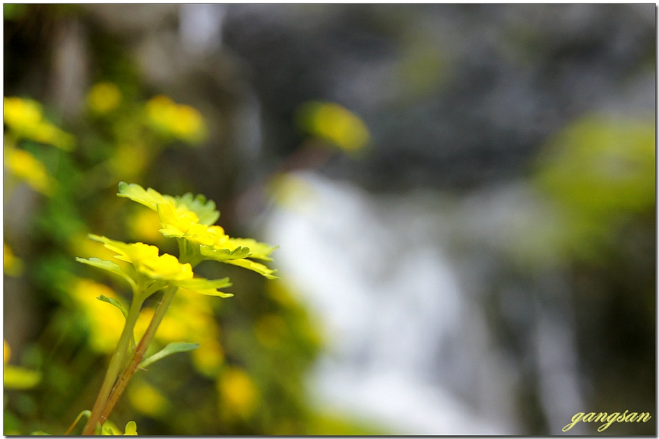 노랑매미(피나물) 그리고 큰괭이밥과 금괭이눈