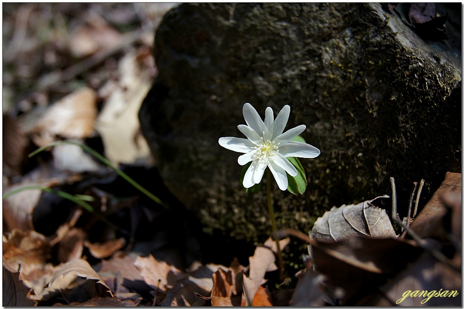 어느덧 성큼 다가온 봄처녀들/노루귀, 복수초, 꿩의바람꽃 그리고 할미꽃까지...
