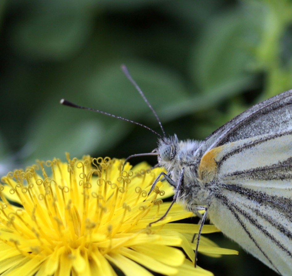 꽃이 나비를 유혹하다