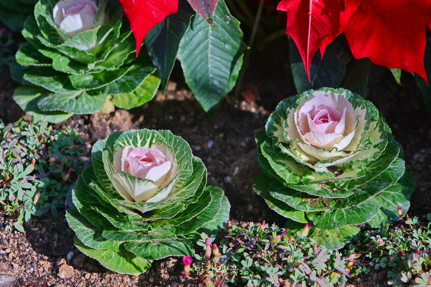 꽃양배추 '잎모란'