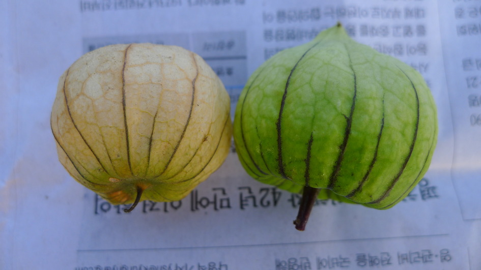 토마틸로 이미지