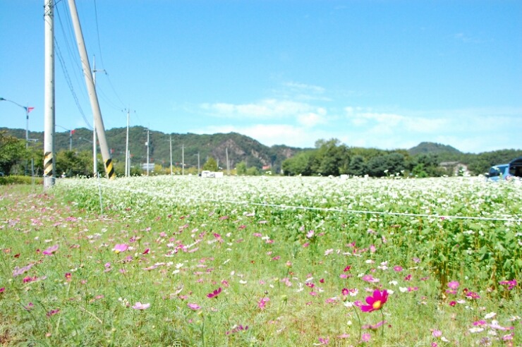 연천여행 가볼만한곳. 연천 한탄강오토캠핑장 옆 메밀꽃축제장을 미리 다녀오던 날에...