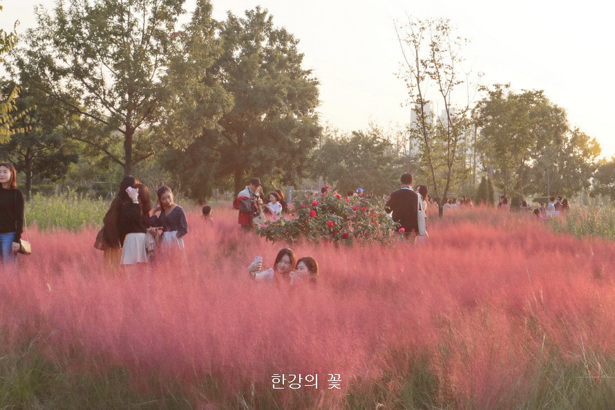 핑크 뮬리 그라스(Pink Muhly Grass)