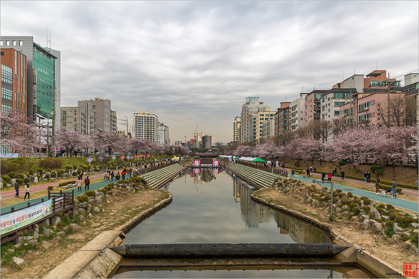 불광천 벚꽃축제 (2019.04.5~6)