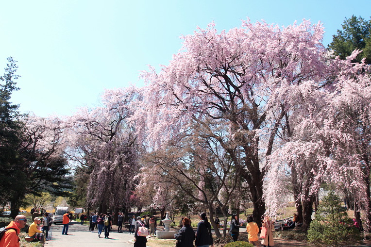 * 서울 현충원 수양벚꽃