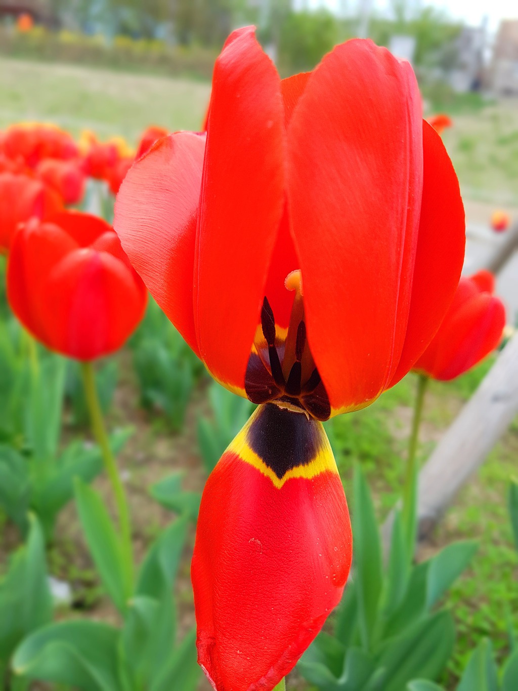 중랑천의 꽃 그리고 튤립