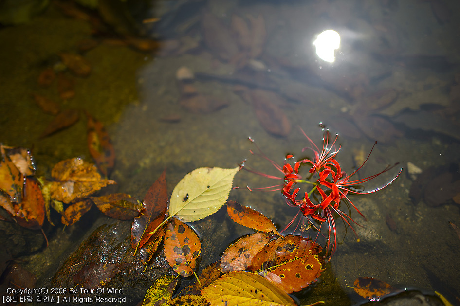 붉은 빛으로 흔들리며 오는 남도의 가을-고창 선운사 꽃무릇