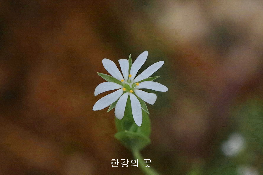 벼룩나물