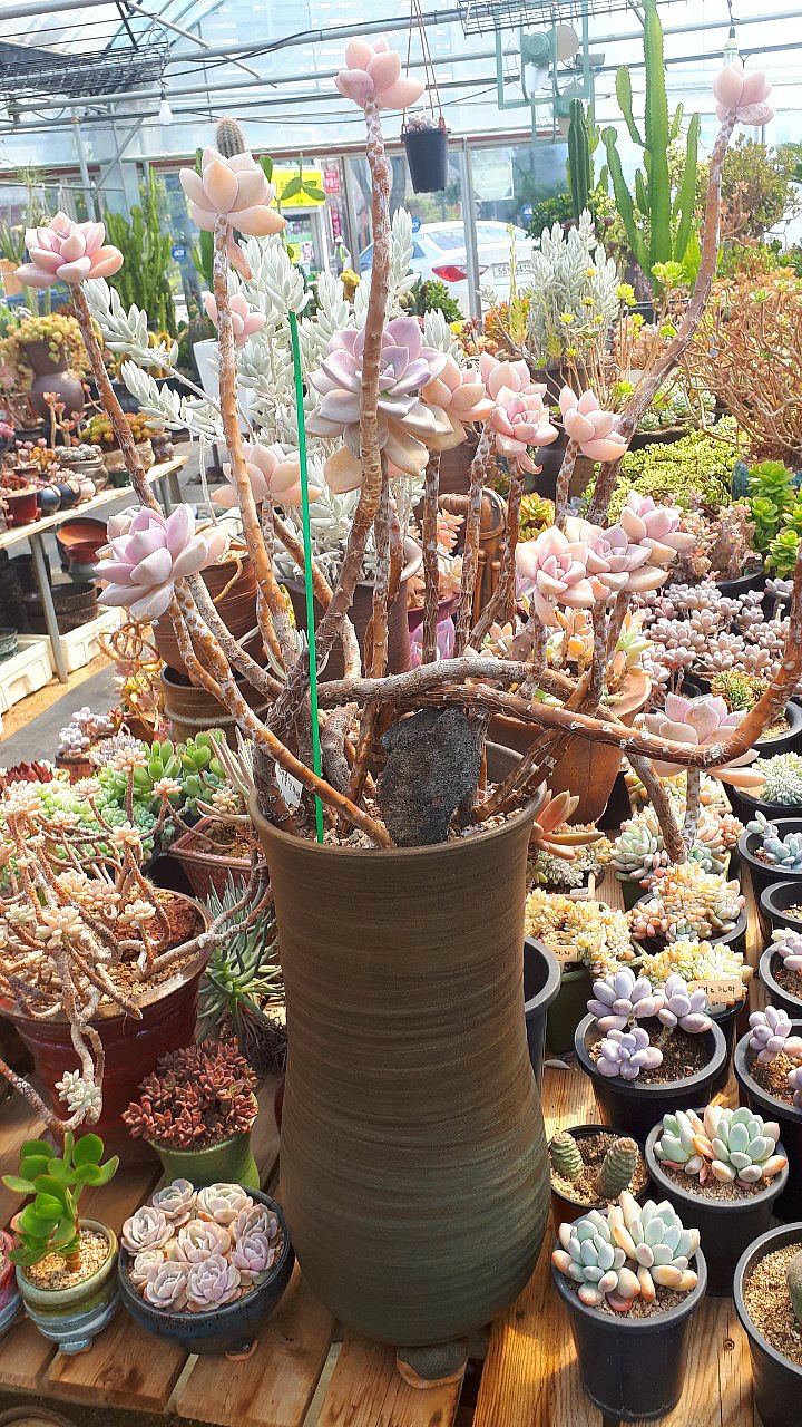 삼익꽃 화원을 다녀오다