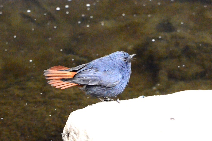 부채꼬리바위딱새