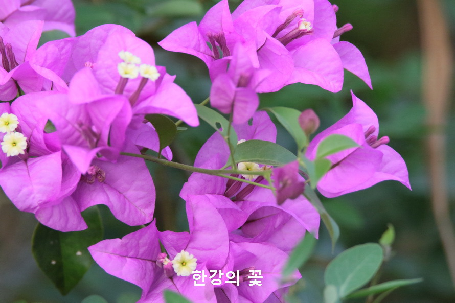 부게인빌레아