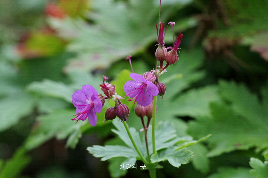 제라늄 마크로리줌(Geranium macroorrhizum)