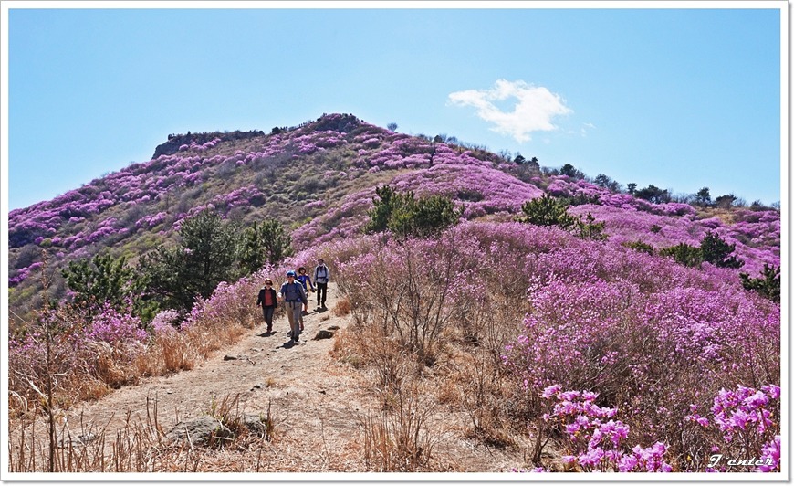 여수 진달래꽃 산행 명산 - 영취산 등산코스