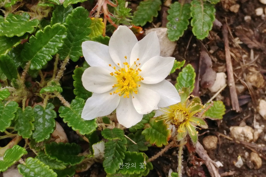 담자리꽃나무