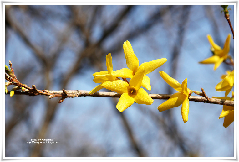 우리동네 애기능터의 봄꽃(목련, 개나리꽃)