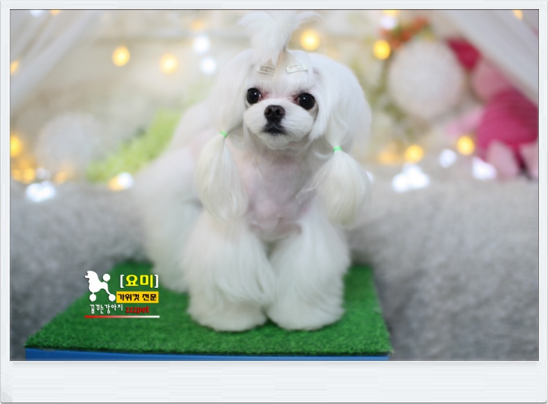 대전 말티미용, 애견미용가장 행복했던 날~!