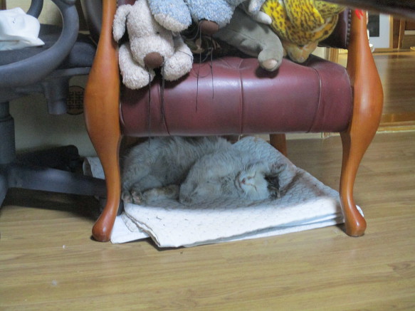 꽃샘 추위에 민호가 집으로!