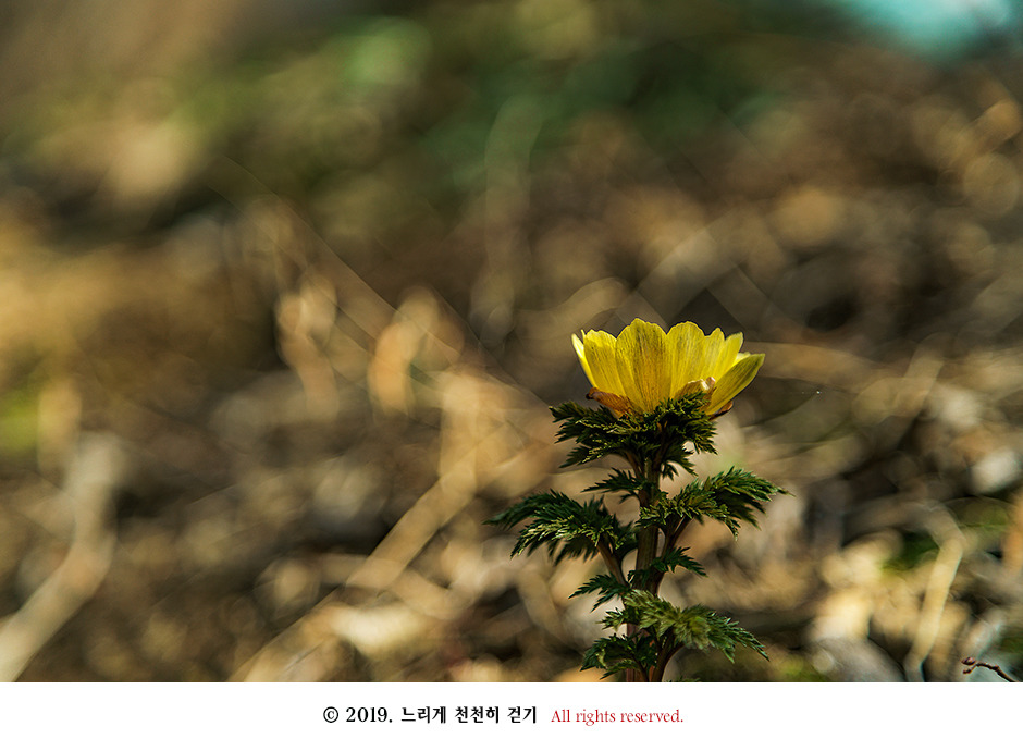구례 현천마을의 노란 봄빛과 천년의 나무 계척마을 산수유시목지