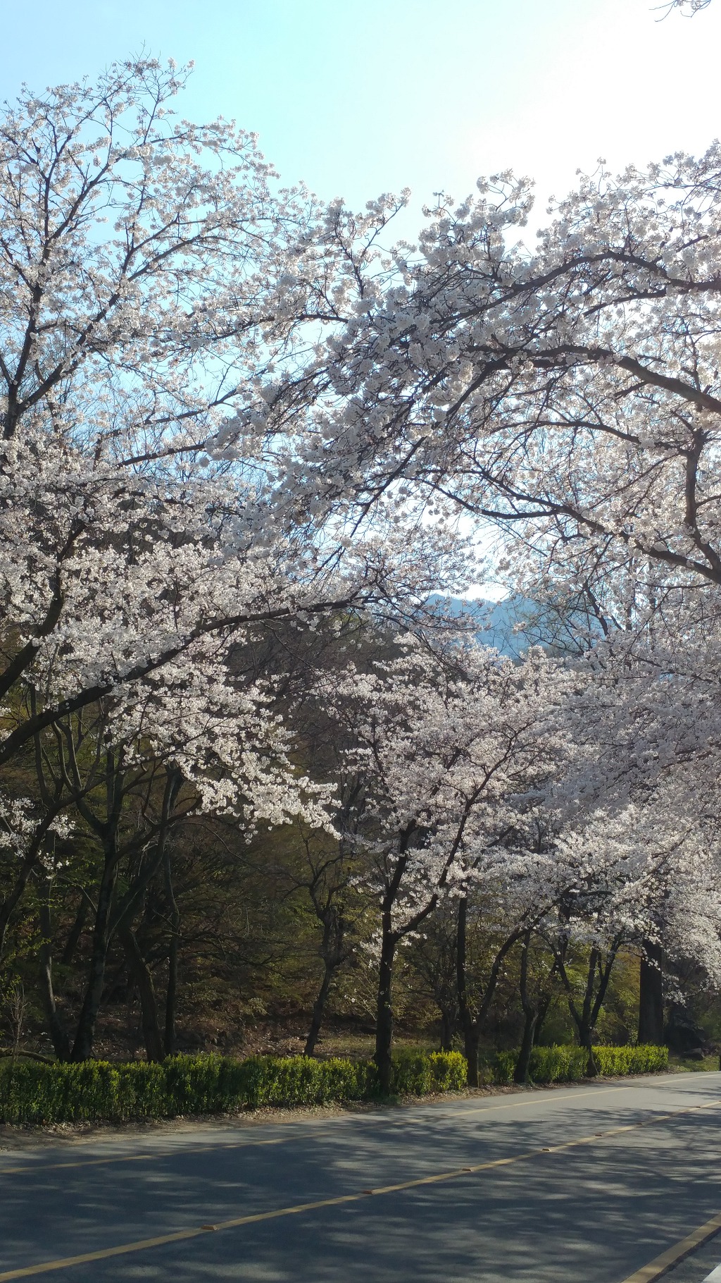 금오산 벚꽃축제