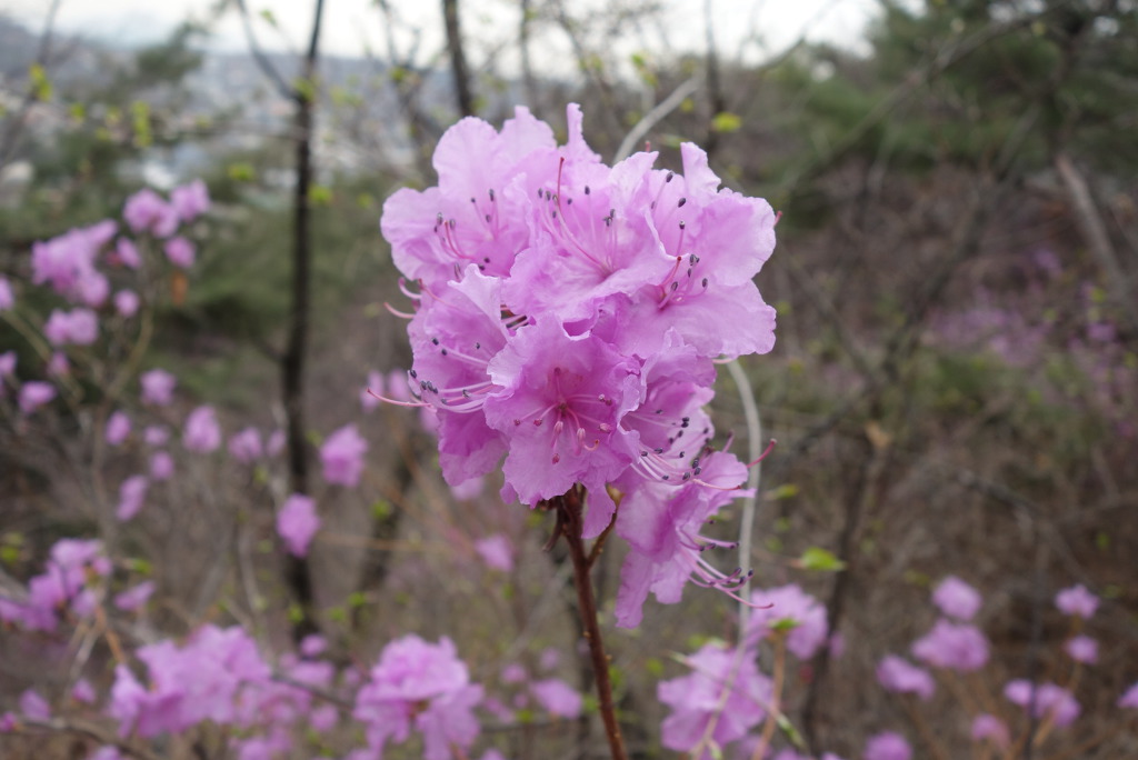 북악산과 북한산 연계 산행(2019.4. 6(토))