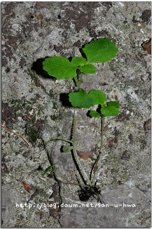 Chrysosplenium pilosum var. valdepilosum Ohwi (미기록종) 추정