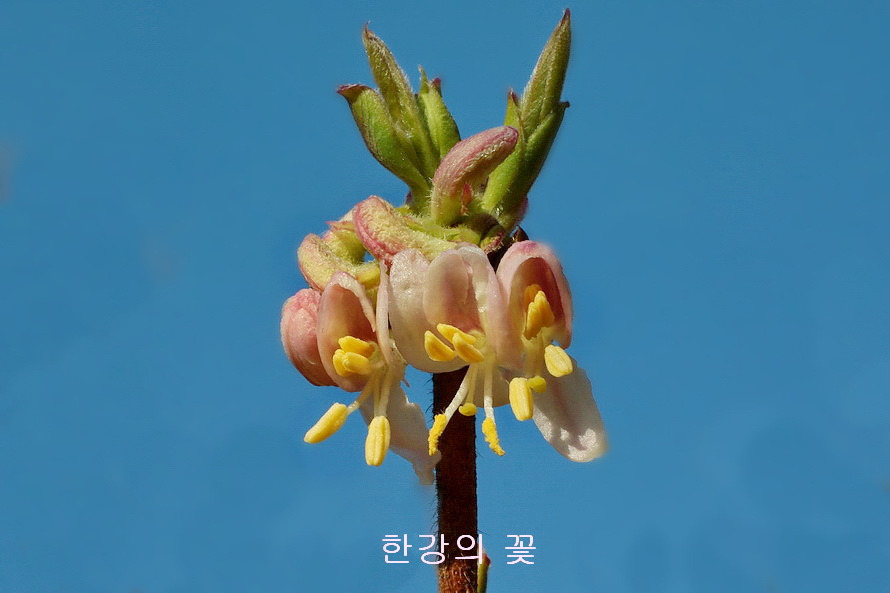 길마가지나무