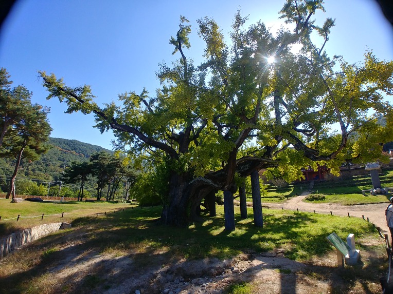 도동서원(道東書院)