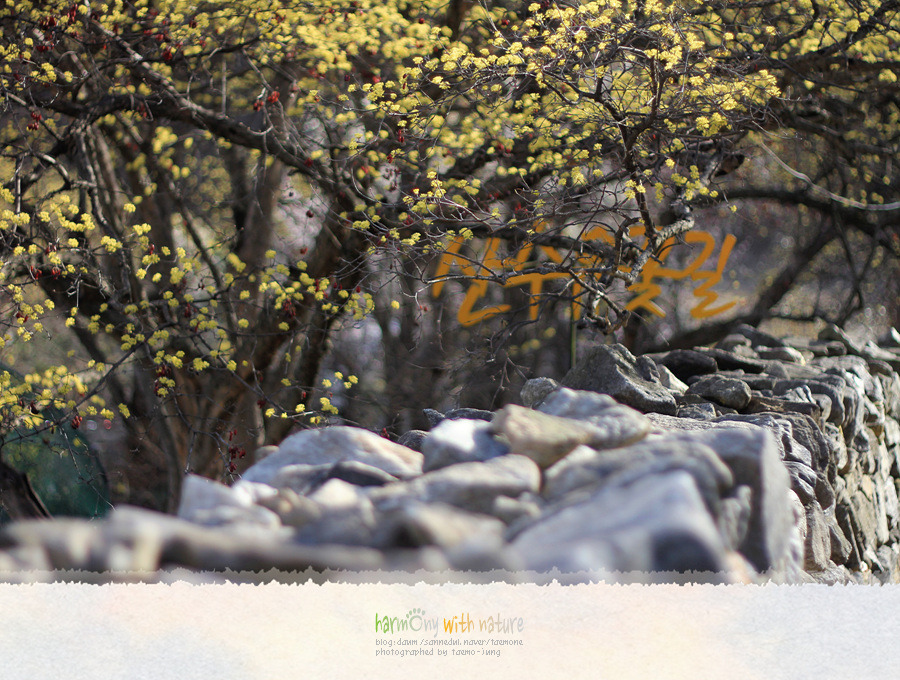 이천 - 산수유마을 