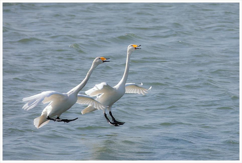 을숙도 큰고니의 일상