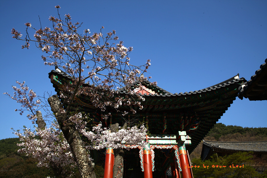 화엄사 홍매/벚꽃