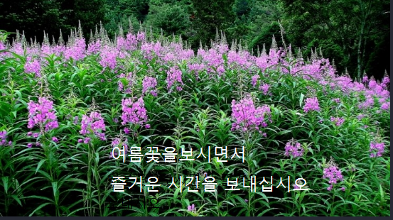 여름꽃(송백엽)