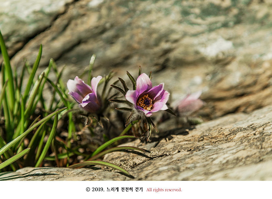 동강 생태체험관 앞 너른 바위에 피어있는 동강할미꽃