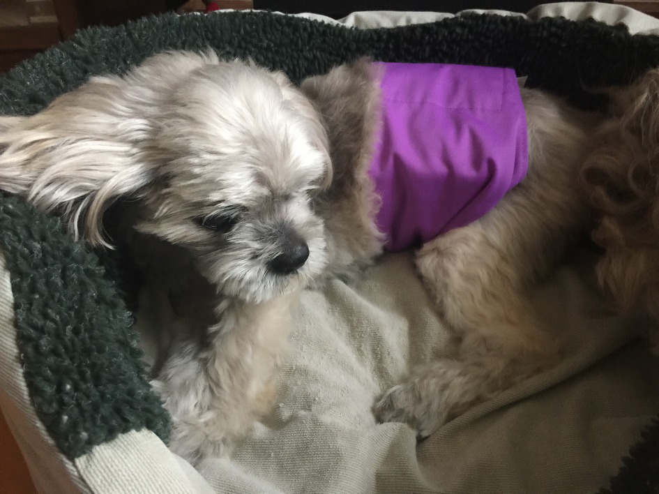 울집 애견 맥스(Max)를 오늘 아침에 하늘 나라로 보내다.