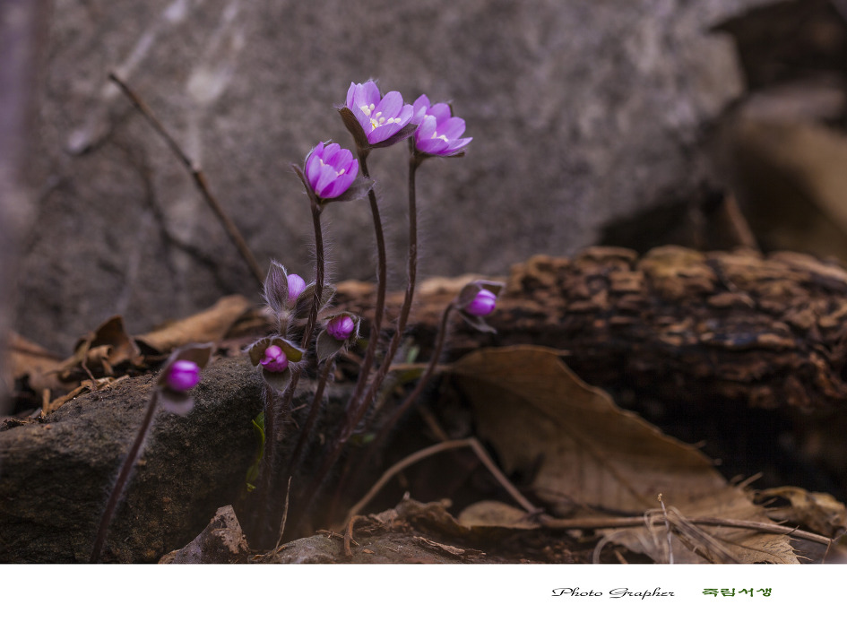 야생화의 보고 풍도