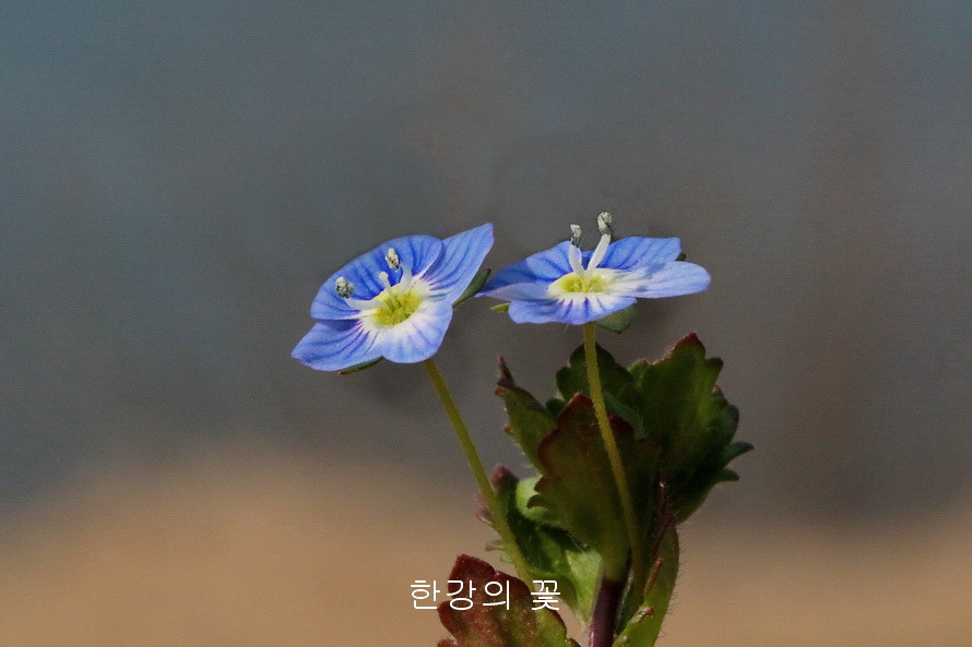 큰개불알풀