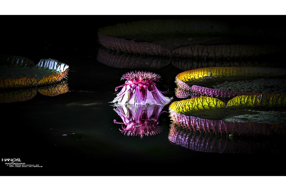 밤의 여왕 _ 빅토리아연