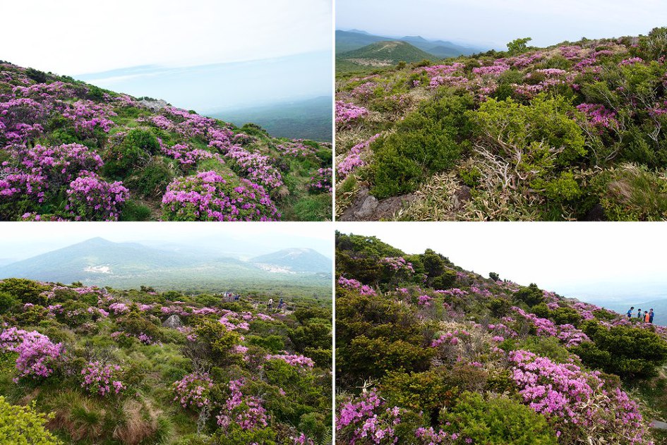 [제주]영실코스 철쭉산행